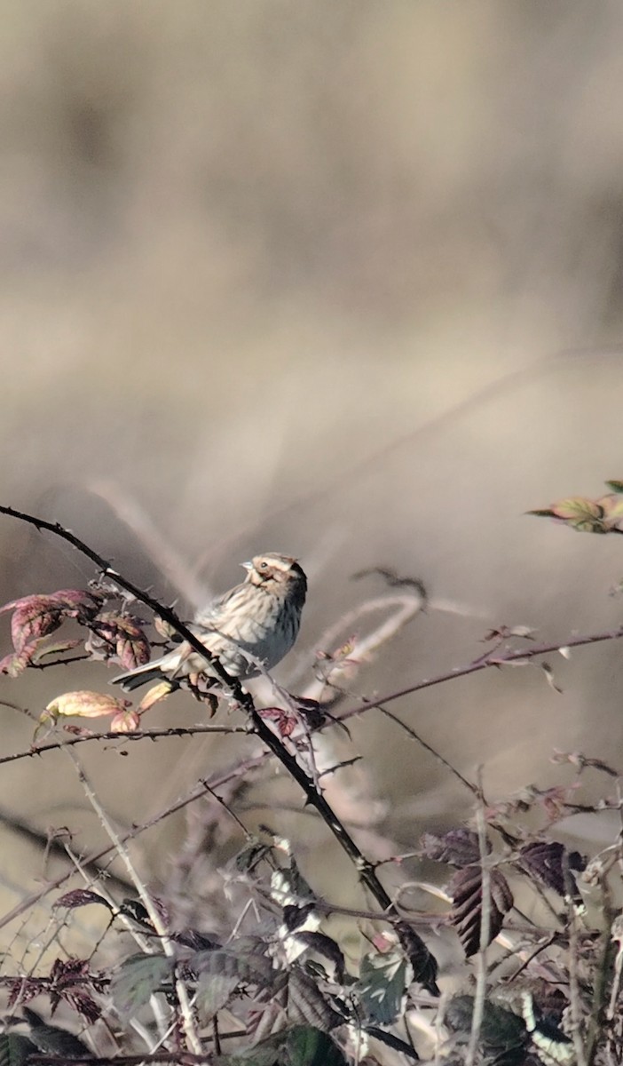 sivspurv - ML645460545