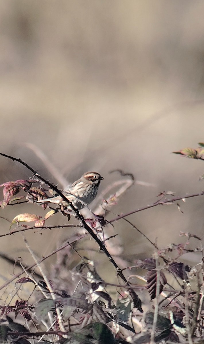 sivspurv - ML645460546