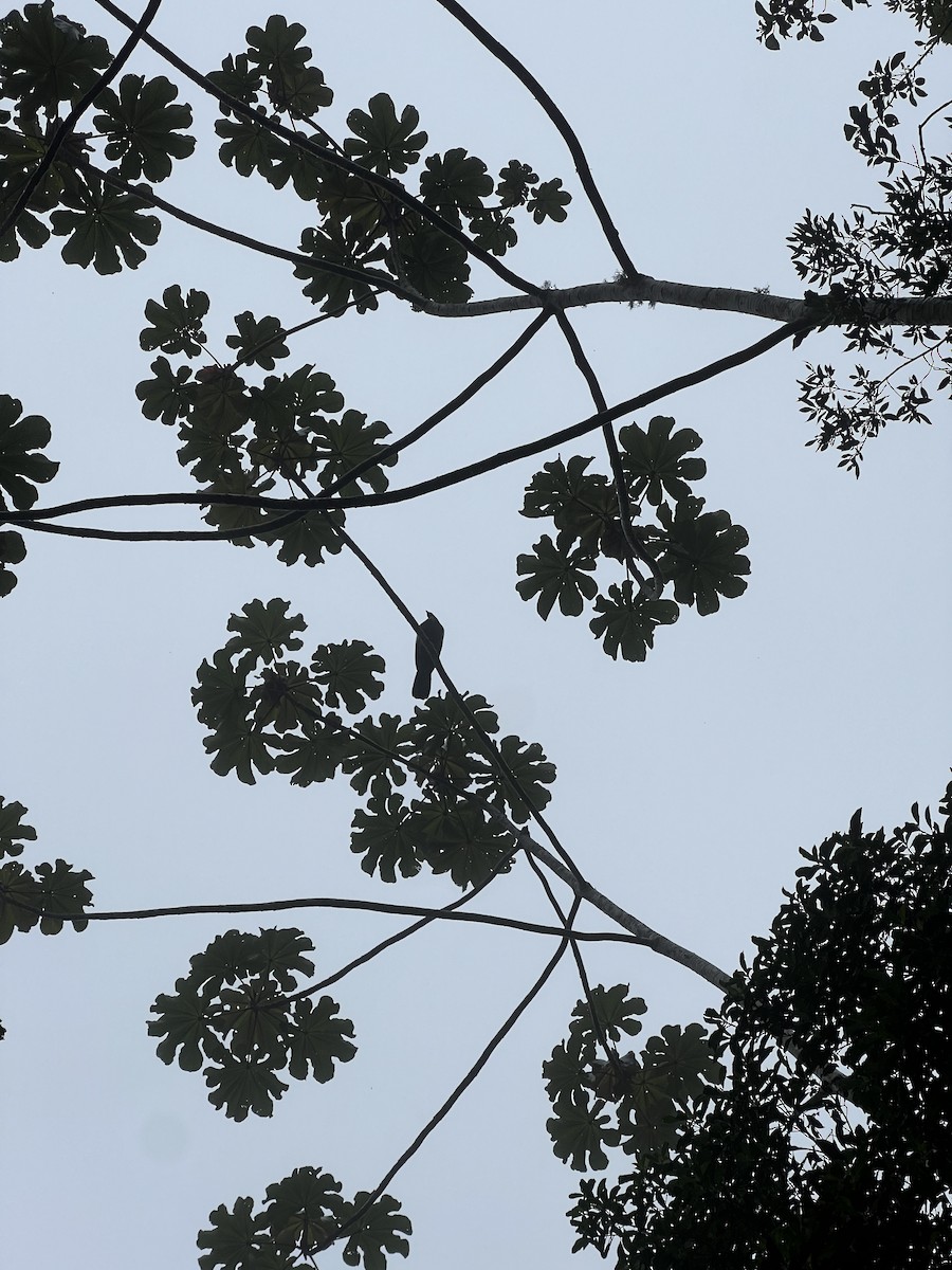 Black-fronted Piping-Guan - ML645460548