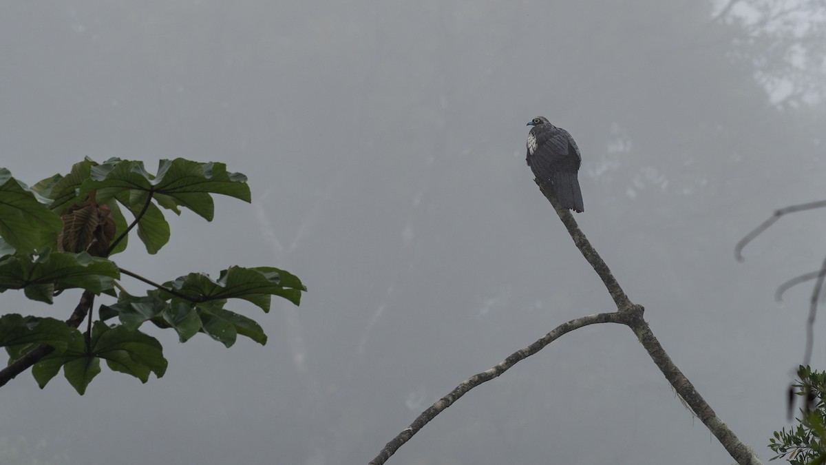 Black-fronted Piping-Guan - ML645460549