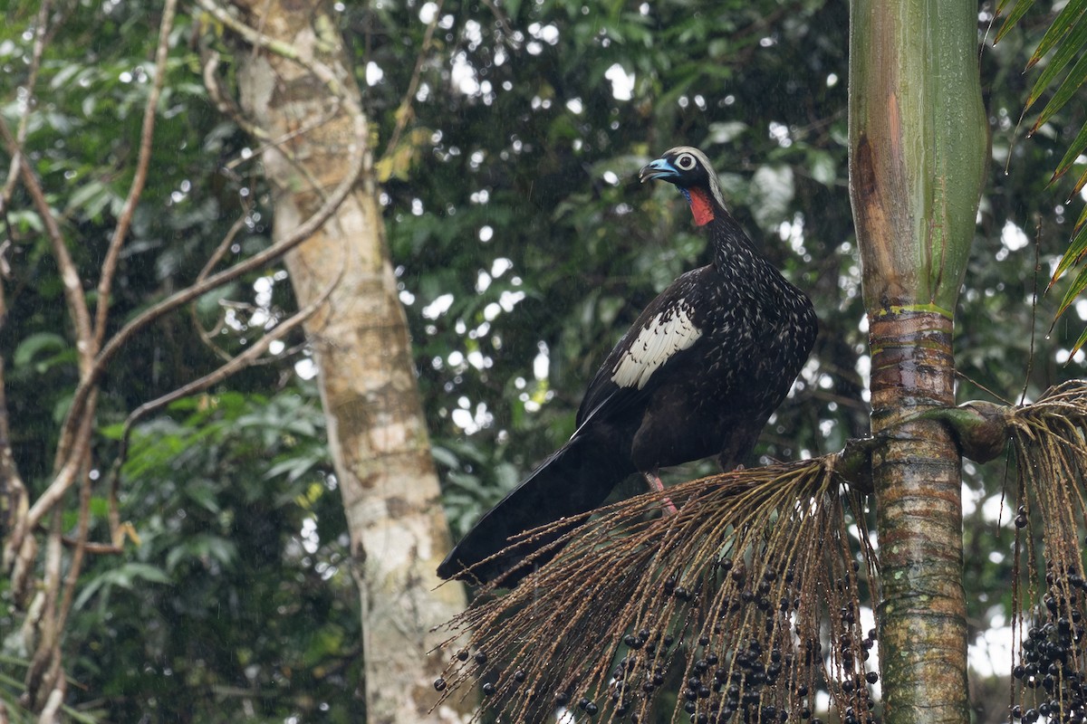 Black-fronted Piping-Guan - ML645460550