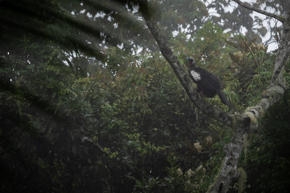 Black-fronted Piping-Guan - ML645460551
