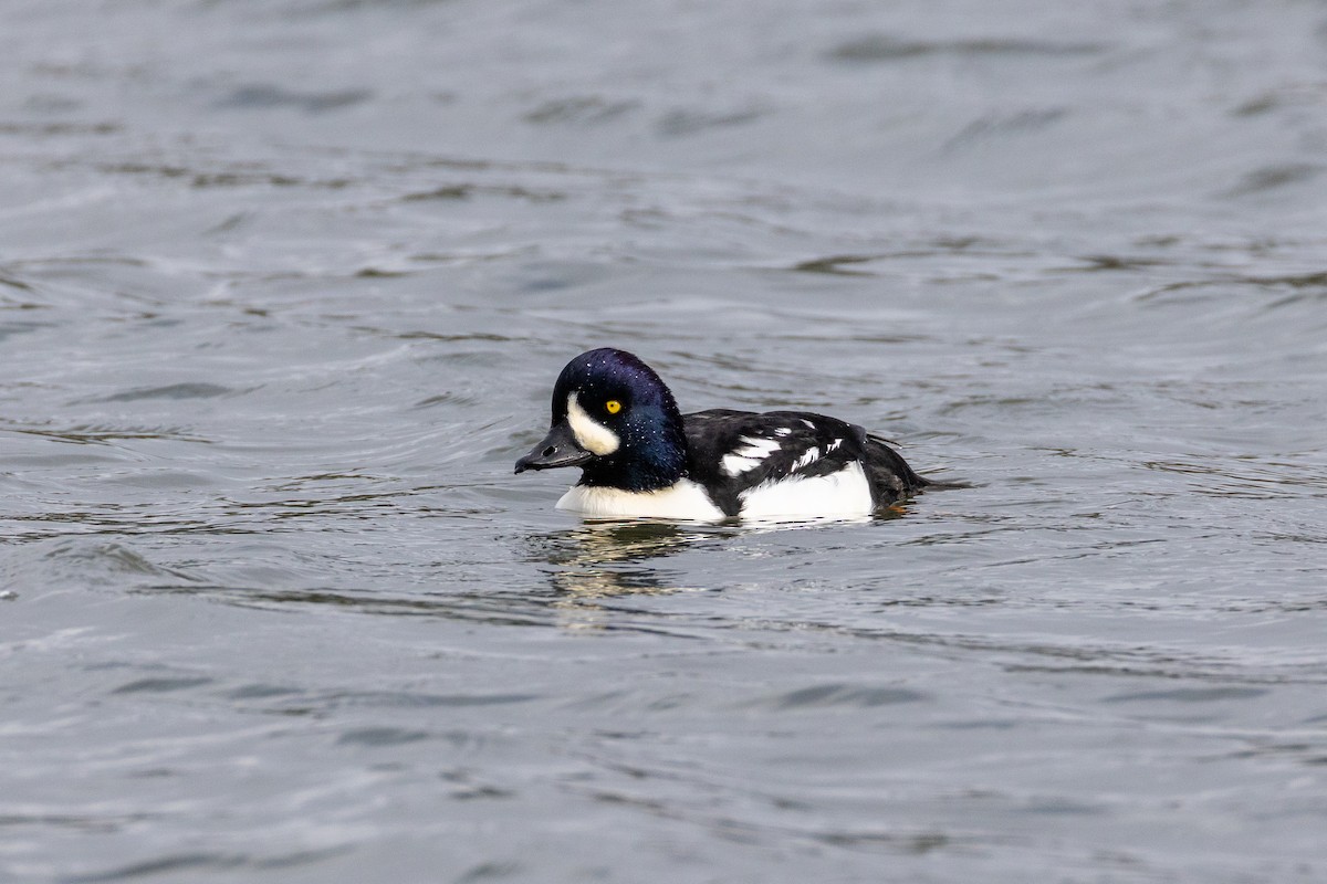 Barrow's Goldeneye - ML645460556