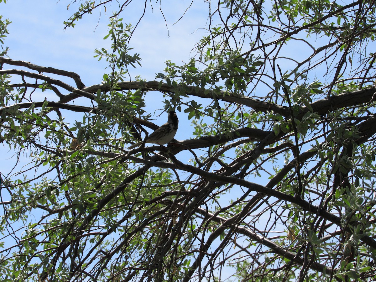 Harris's Sparrow - ML645460560