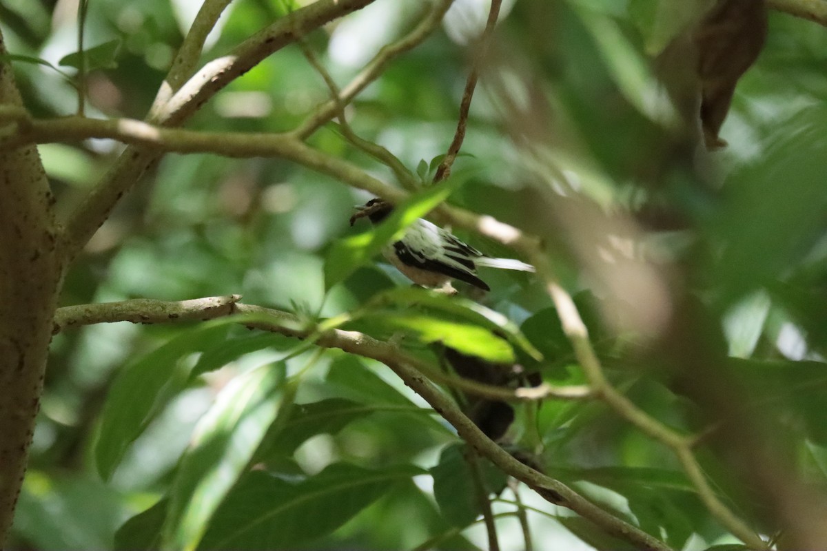 Marquesan Monarch - ML645460582