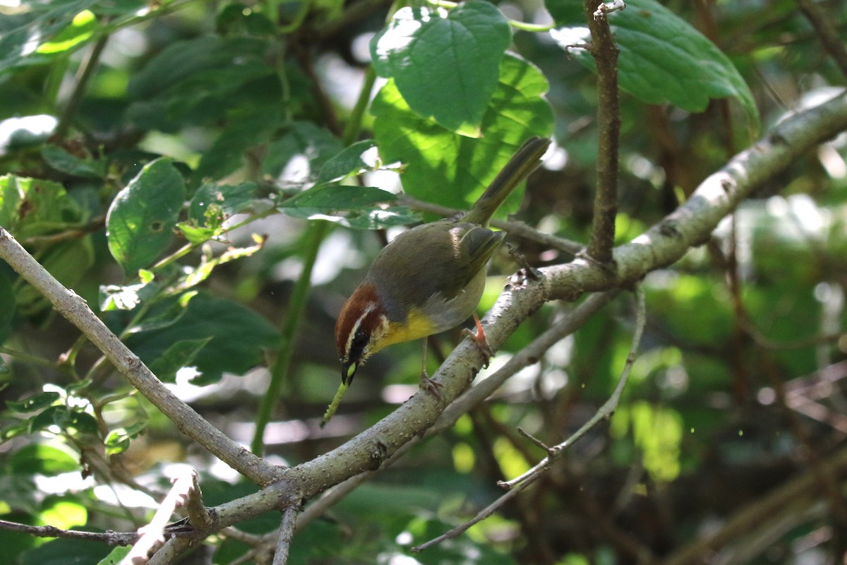 Rufous-capped Warbler - ML645460588