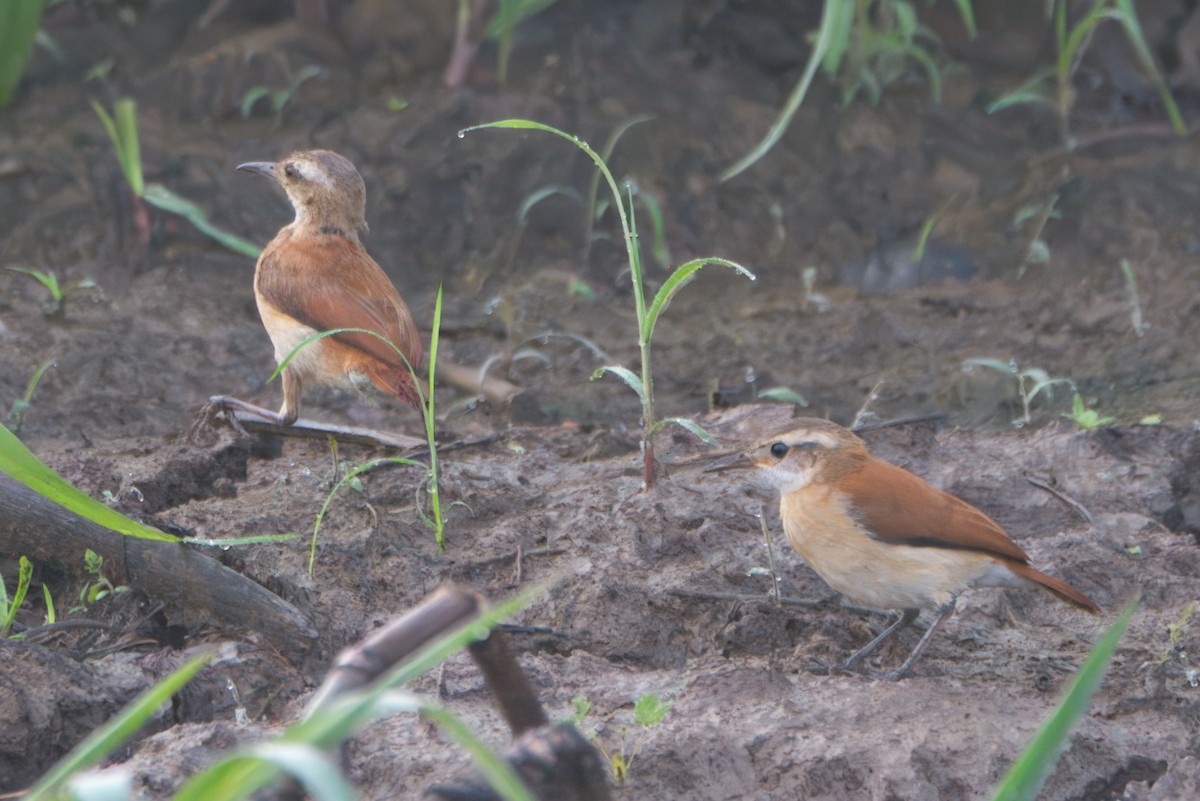 Lesser Hornero - ML645460595