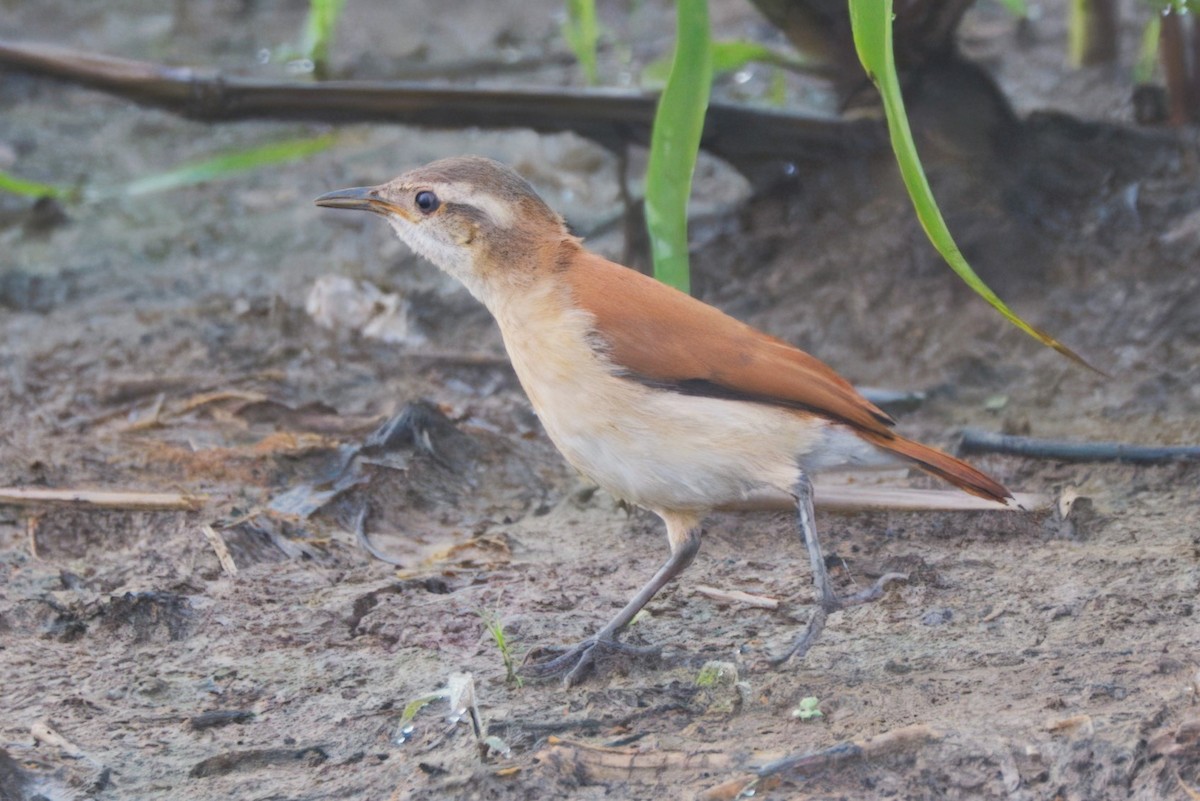 Lesser Hornero - ML645460597