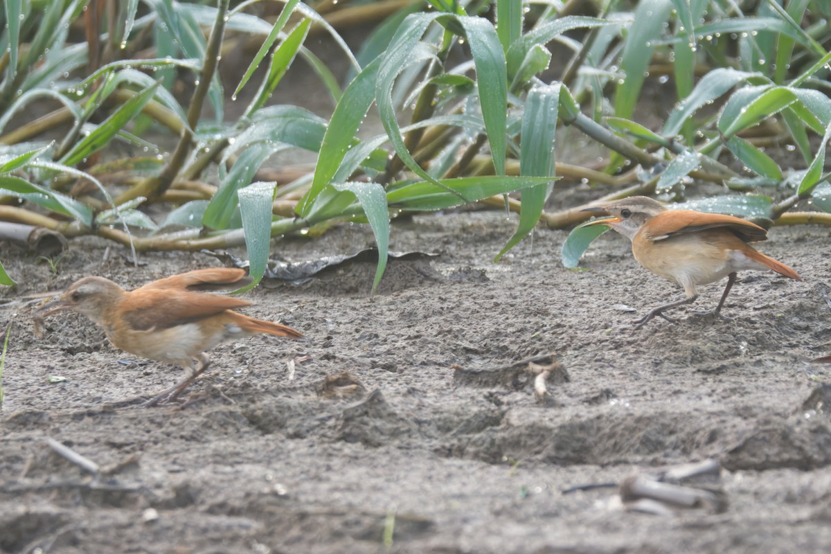 Lesser Hornero - ML645460599