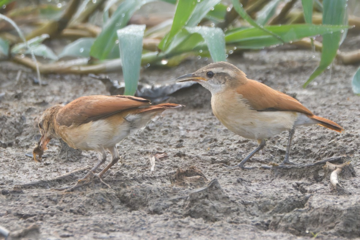 Lesser Hornero - ML645460601