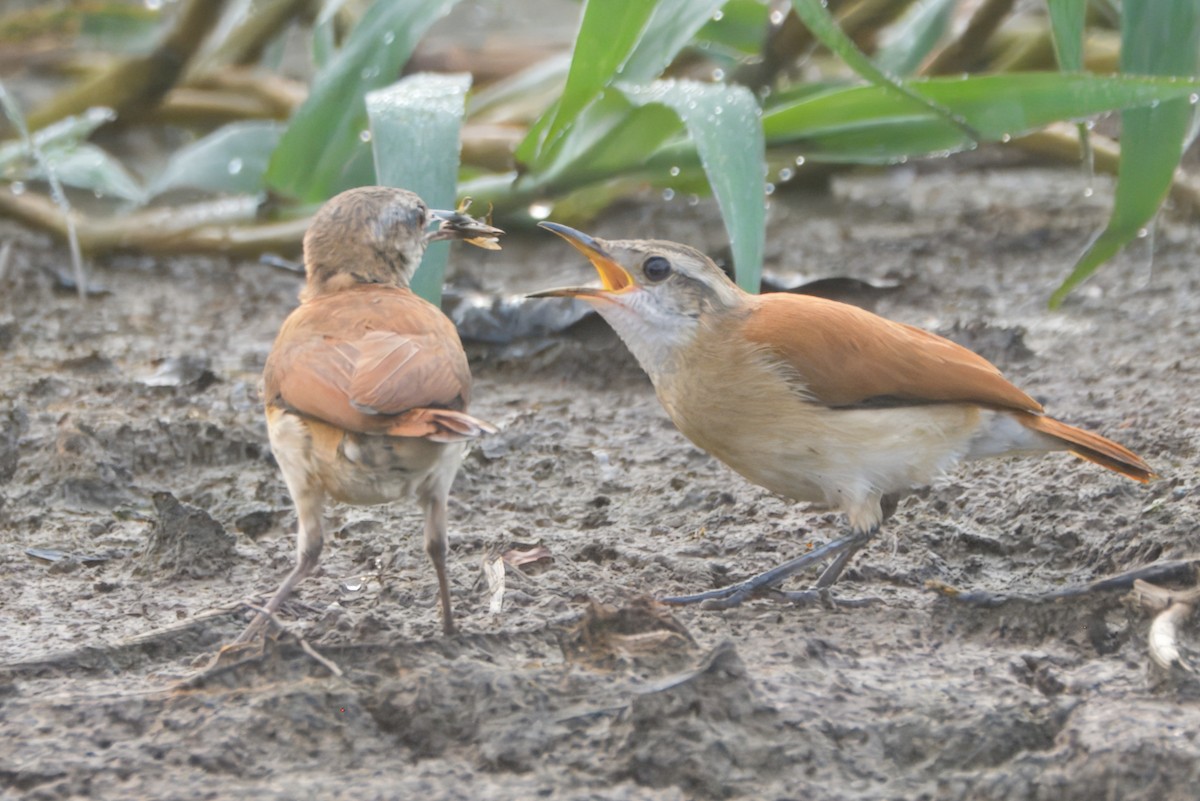 Lesser Hornero - ML645460605