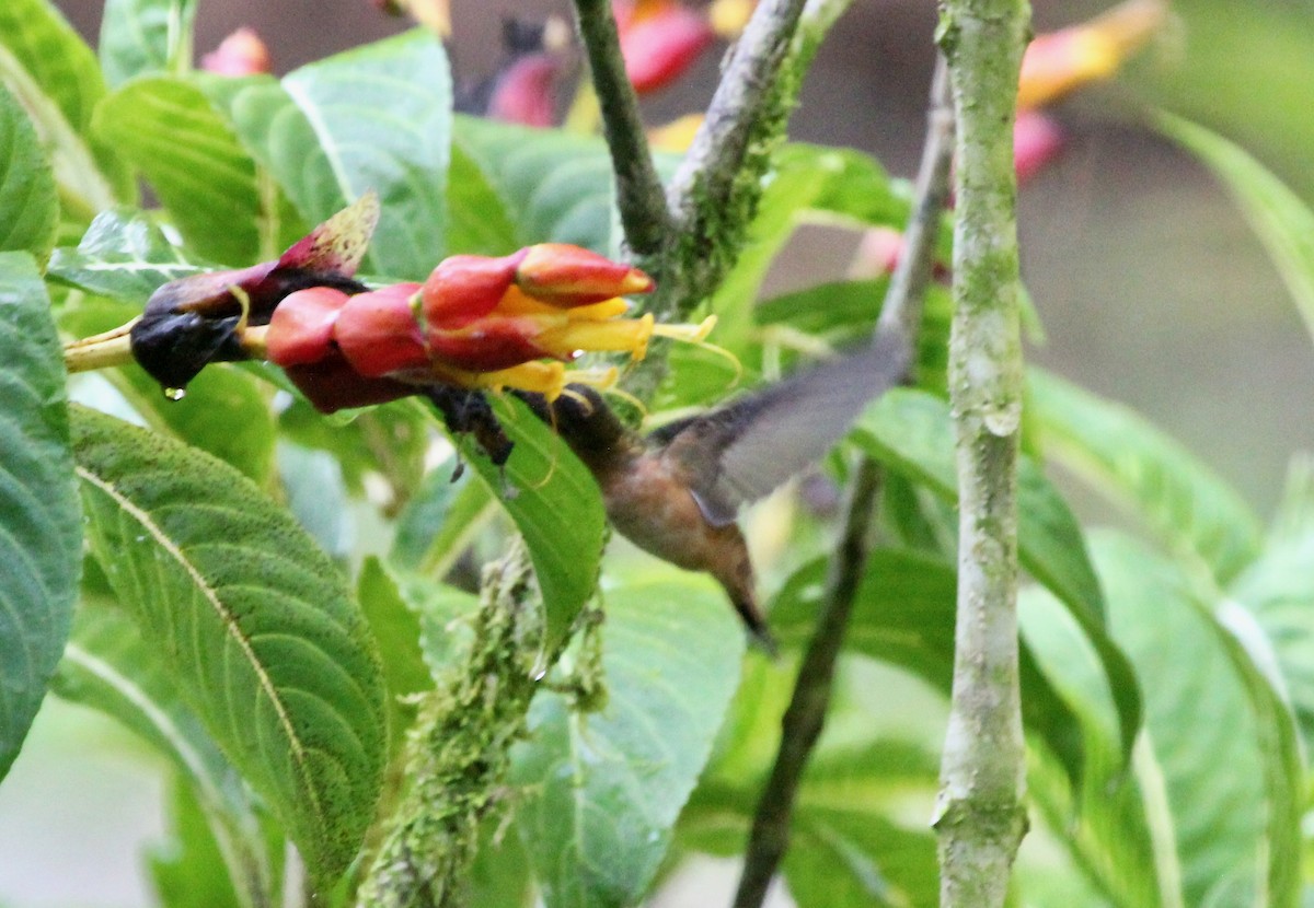 Bronzy Hermit - ML645460607