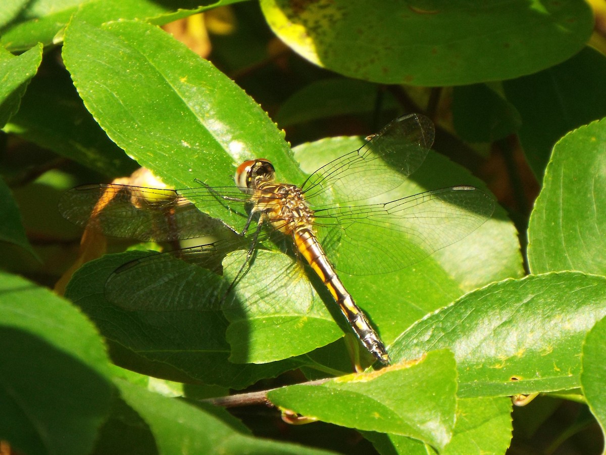 Blue Dasher - ML645460612