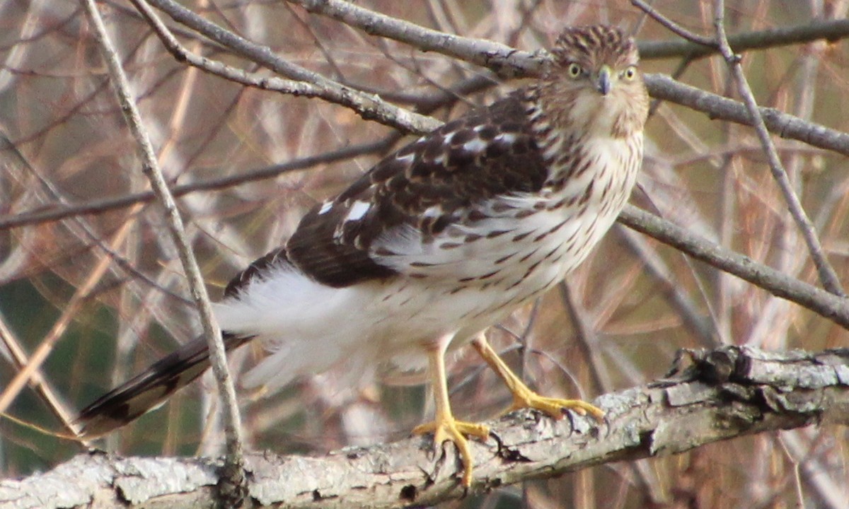 Cooper's Hawk - ML645460618