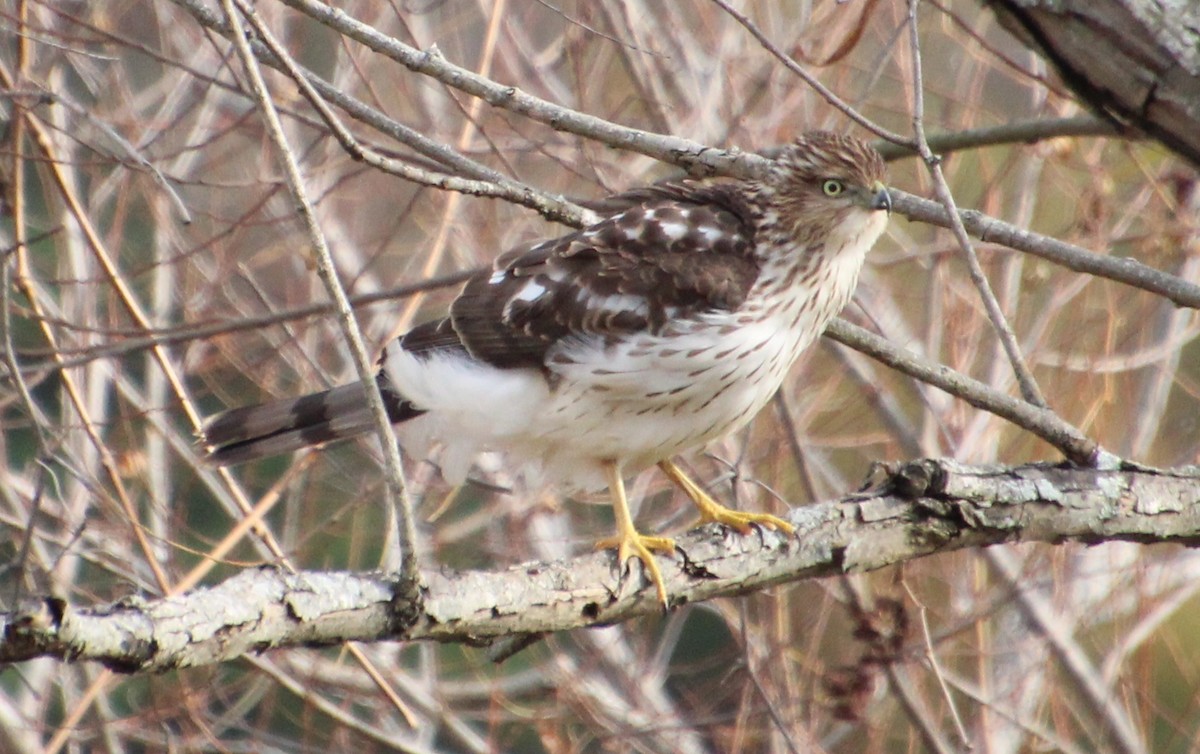 Cooper's Hawk - ML645460619