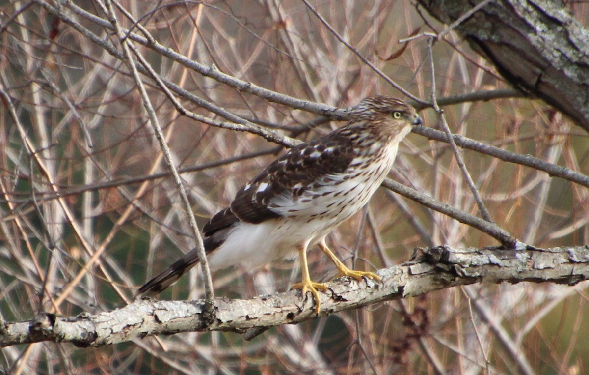 Cooper's Hawk - ML645460622