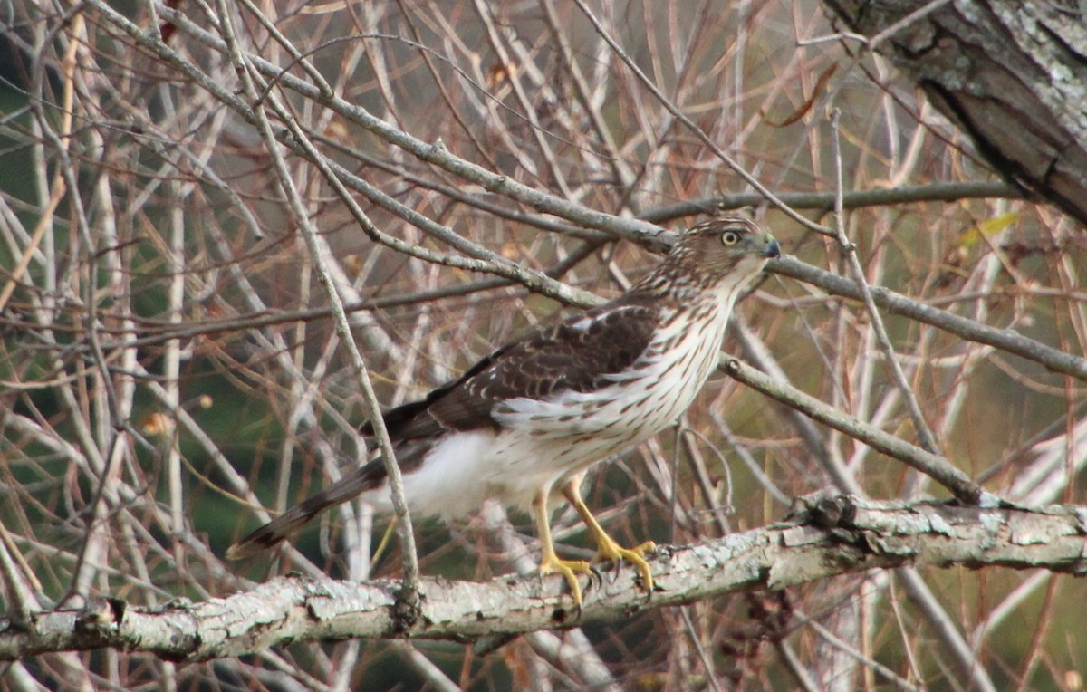 Cooper's Hawk - ML645460624