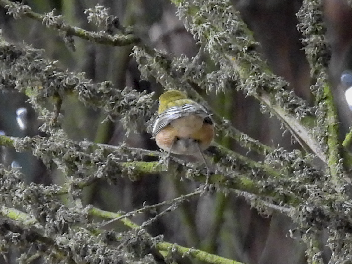 Bay-breasted Warbler - ML645460635