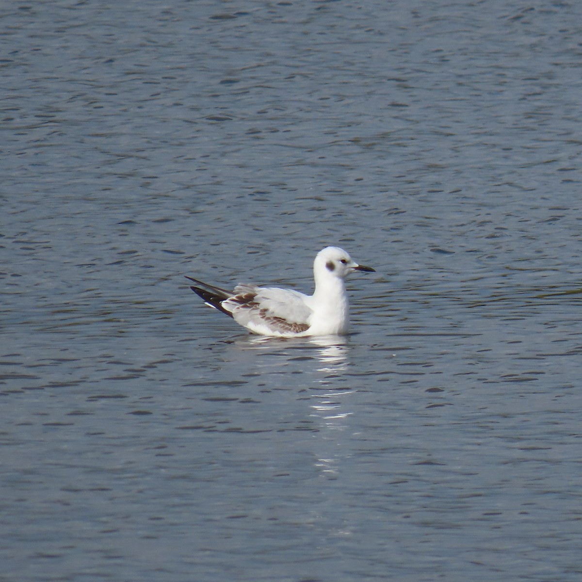 Bonaparte's Gull - ML645460636