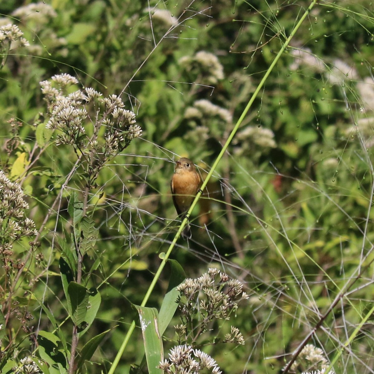 Buff-breasted Flycatcher - ML645460650