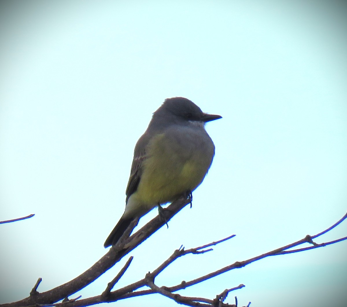 ハシボソタイランチョウ - ML645460677