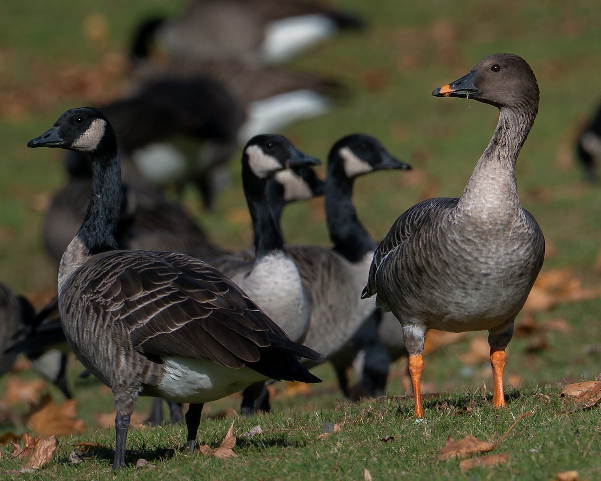 ヒシクイ - ML645460678