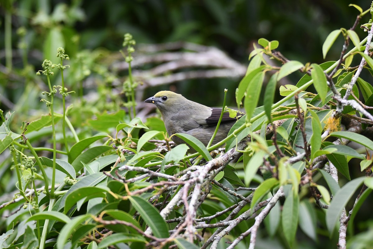 Tangara Palmera - ML645460695