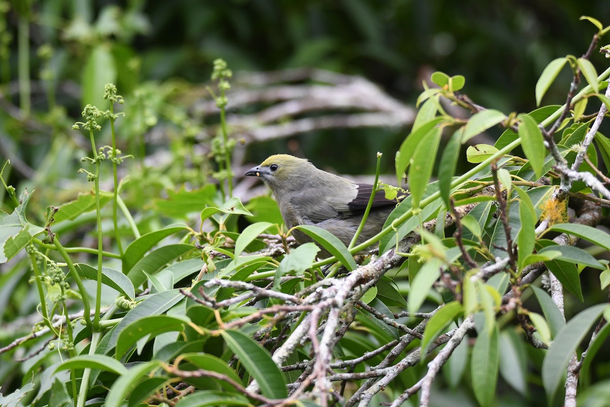 Tangara Palmera - ML645460696