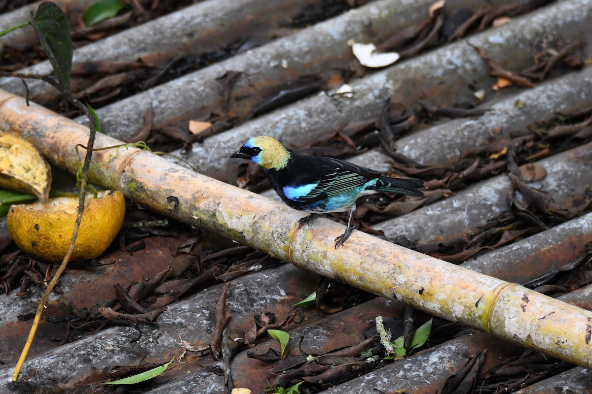 Золотистоголовая танагра - ML645460702