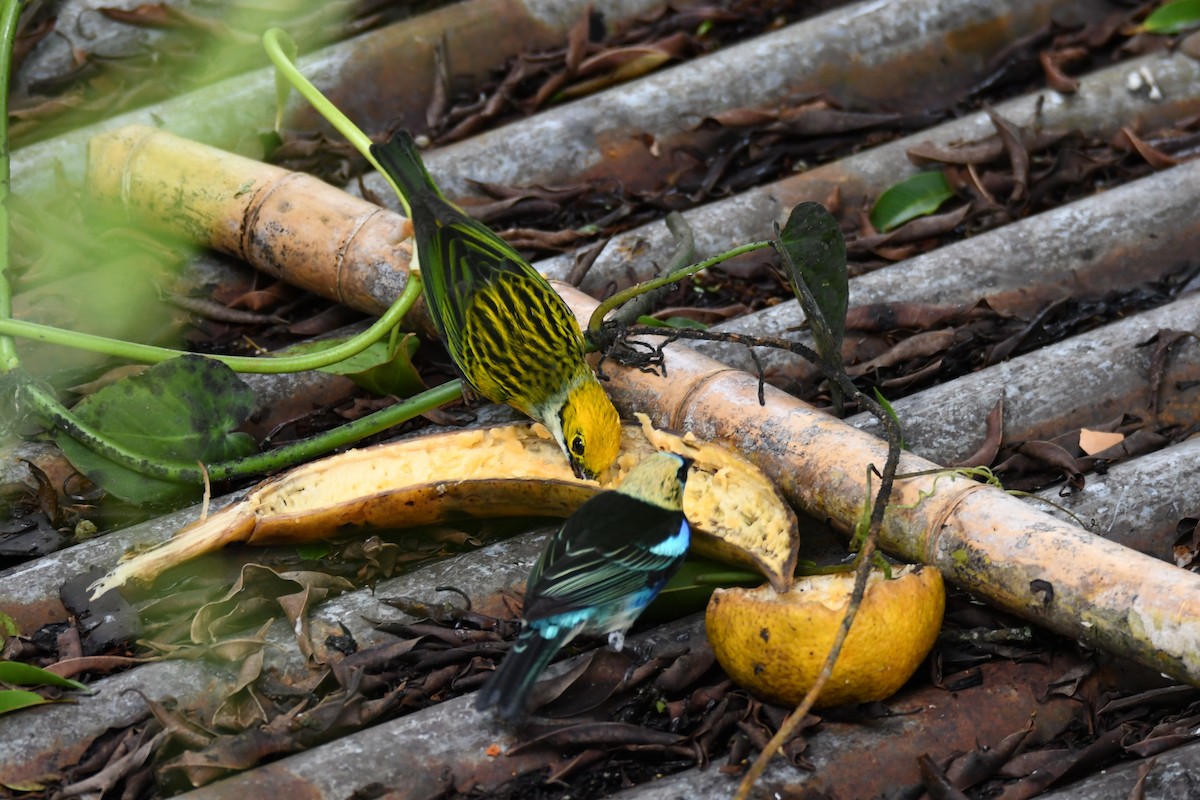 Silver-throated Tanager - ML645460706