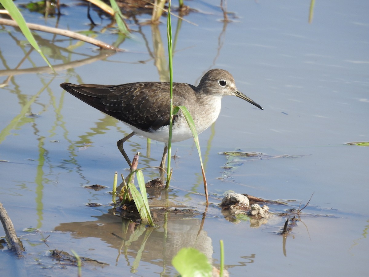 Solitary Sandpiper - ML645460713