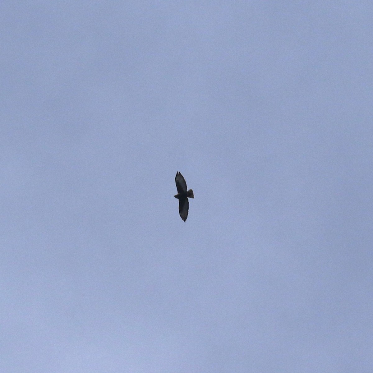 Busardo Colicorto - ML645460714