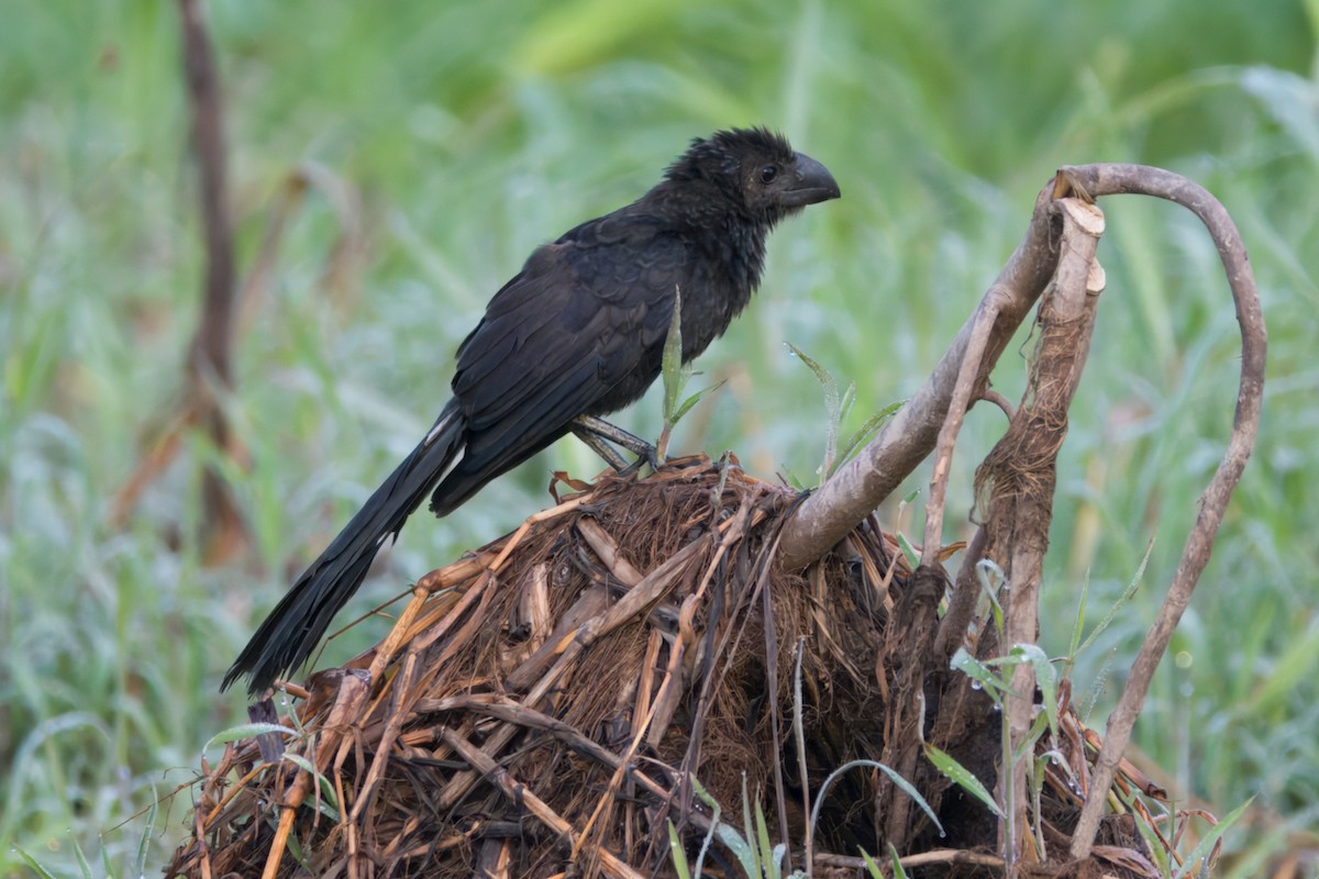 Smooth-billed Ani - ML645460716