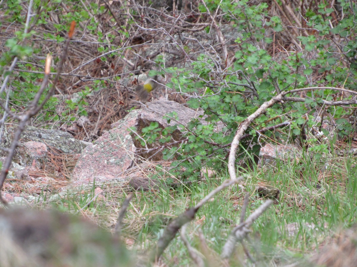 Червоїд жовтоволий - ML645460717