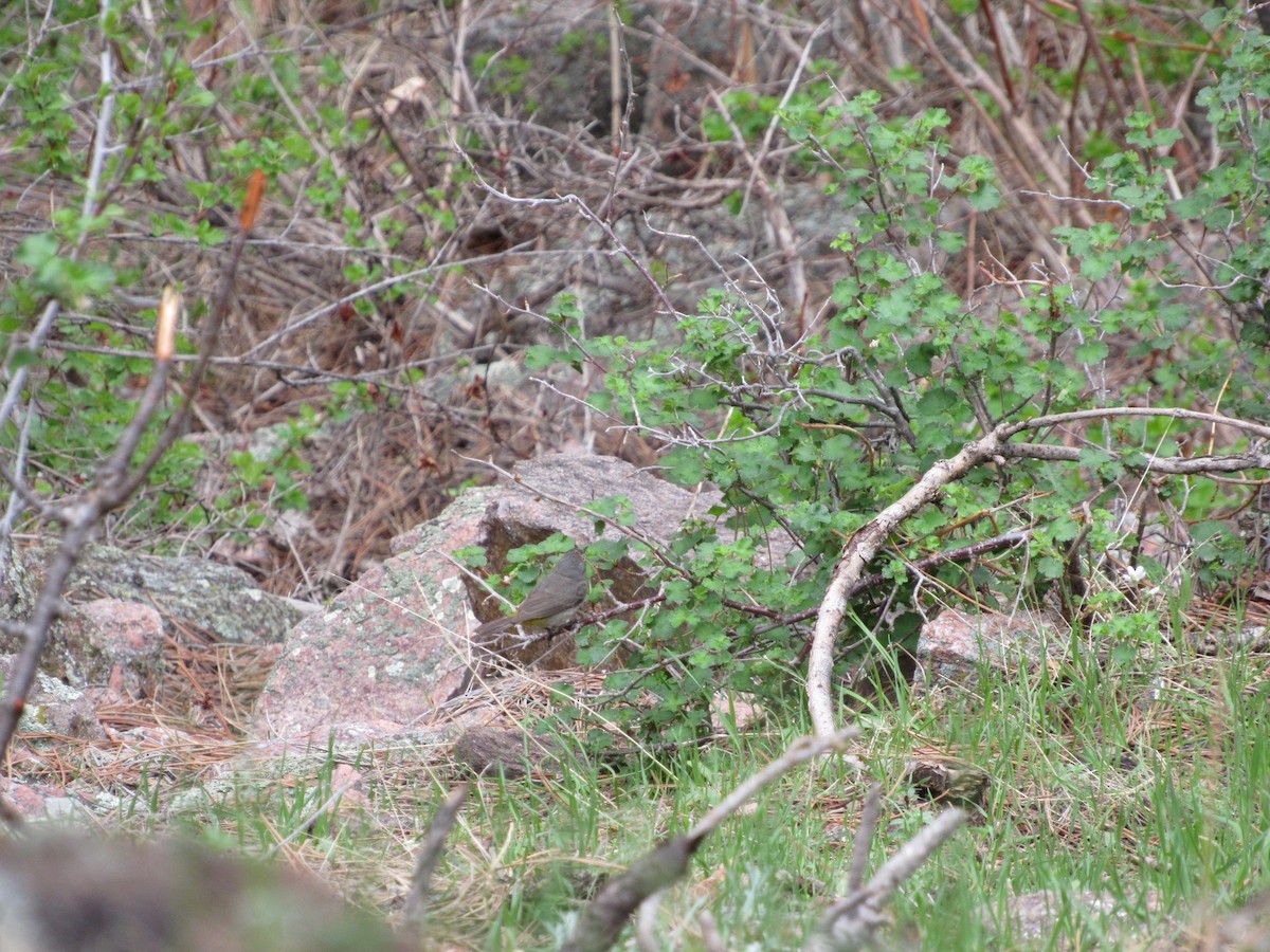 Червоїд жовтоволий - ML645460718