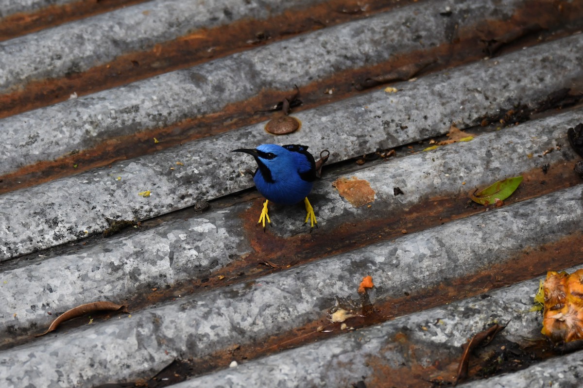 Shining Honeycreeper - ML645460722