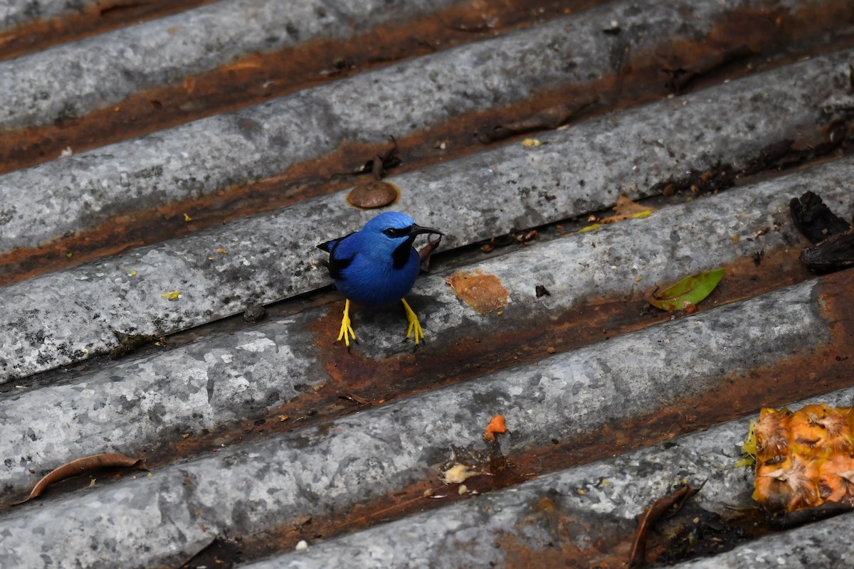 Shining Honeycreeper - ML645460723