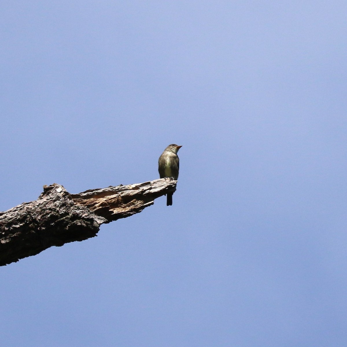 tyranovec severský - ML645460728