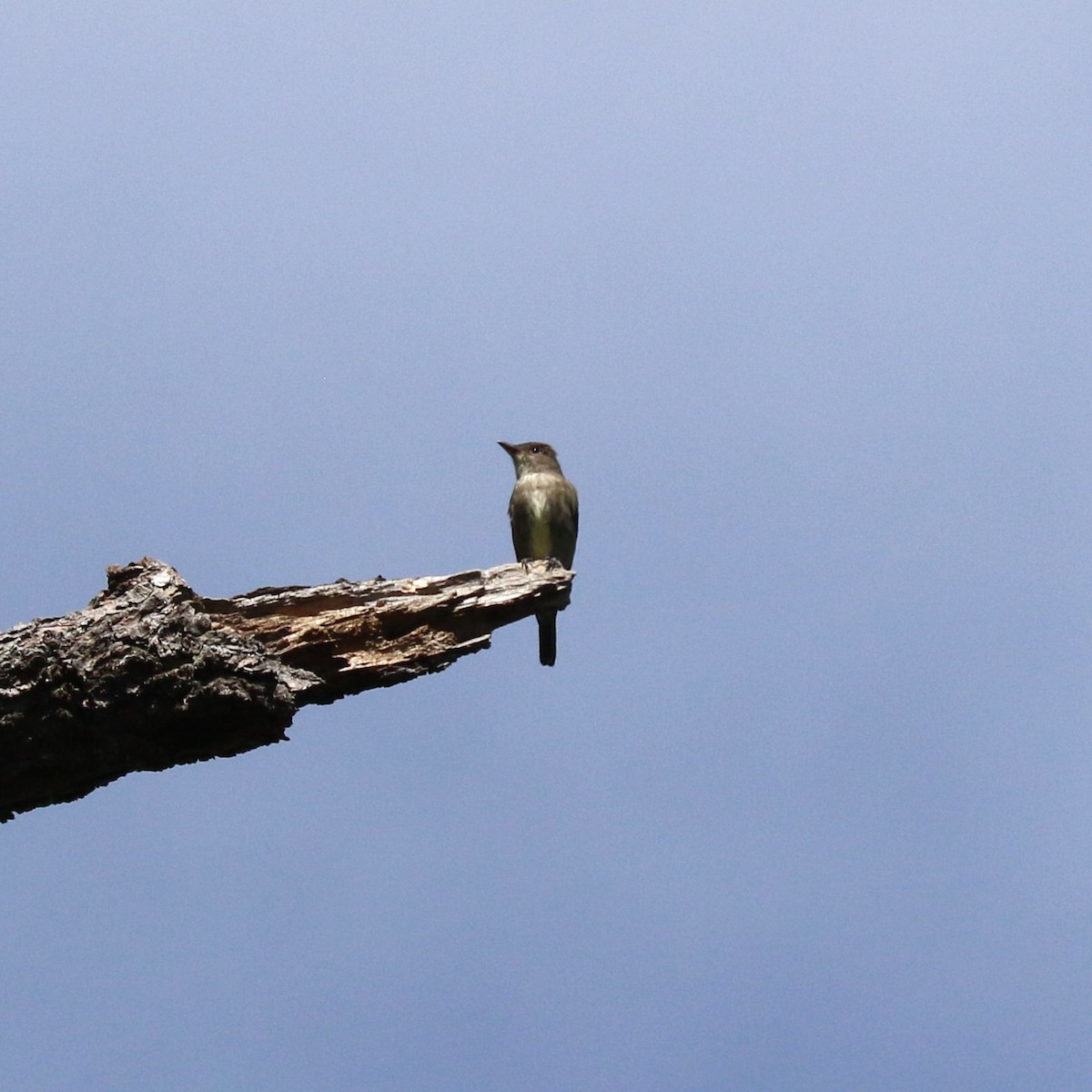 tyranovec severský - ML645460729