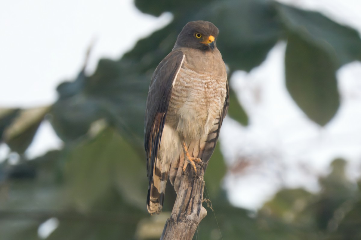 Roadside Hawk - ML645460740
