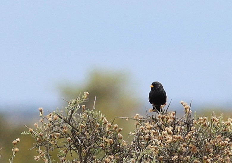 Carbonated Sierra Finch - ML645460749