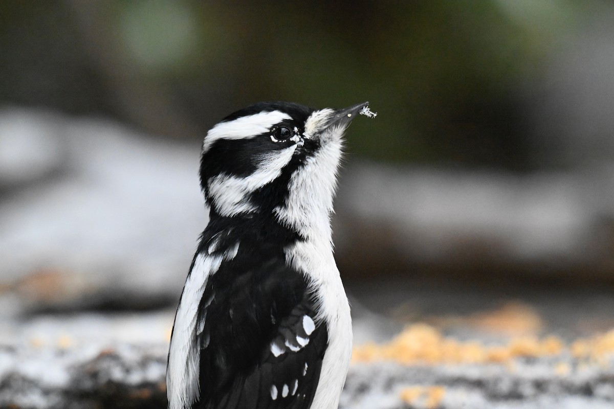 Downy Woodpecker - ML645460756