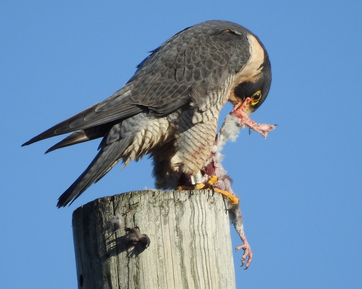 Peregrine Falcon - ML645460766