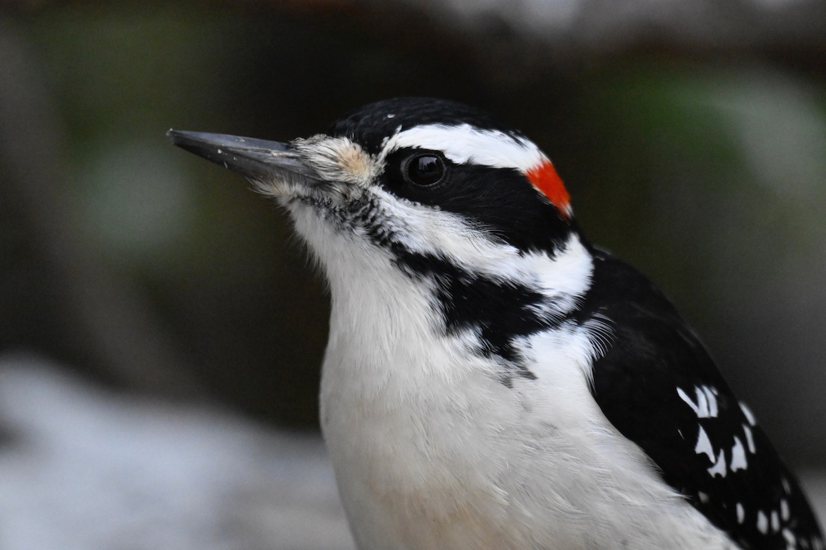 Hairy Woodpecker - ML645460774