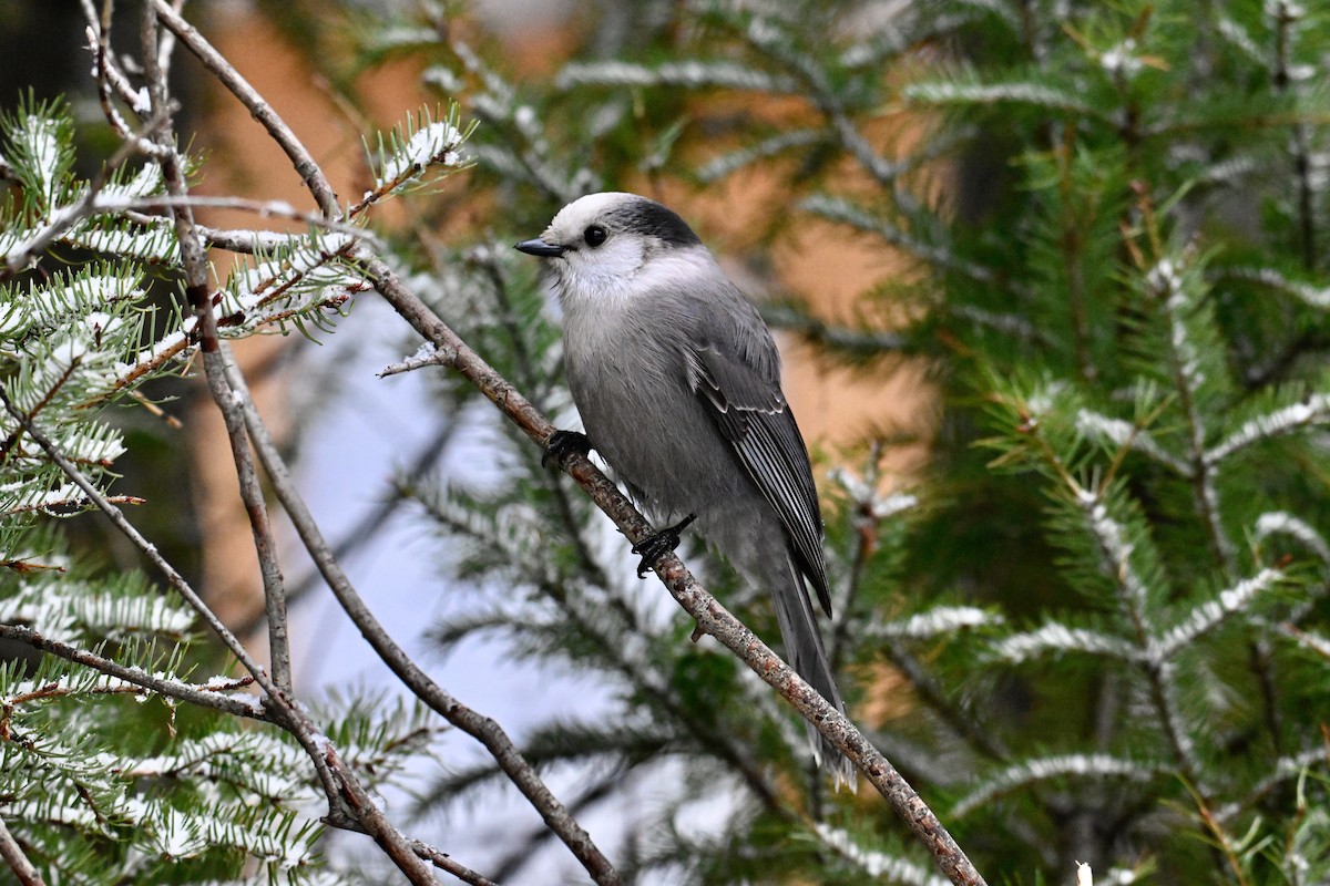 Canada Jay - ML645460780