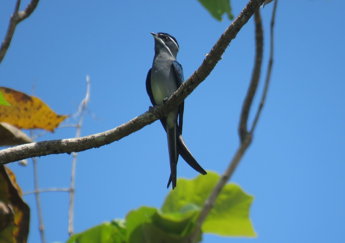 Bıyıklı Ağaç Ebabili - ML645460791