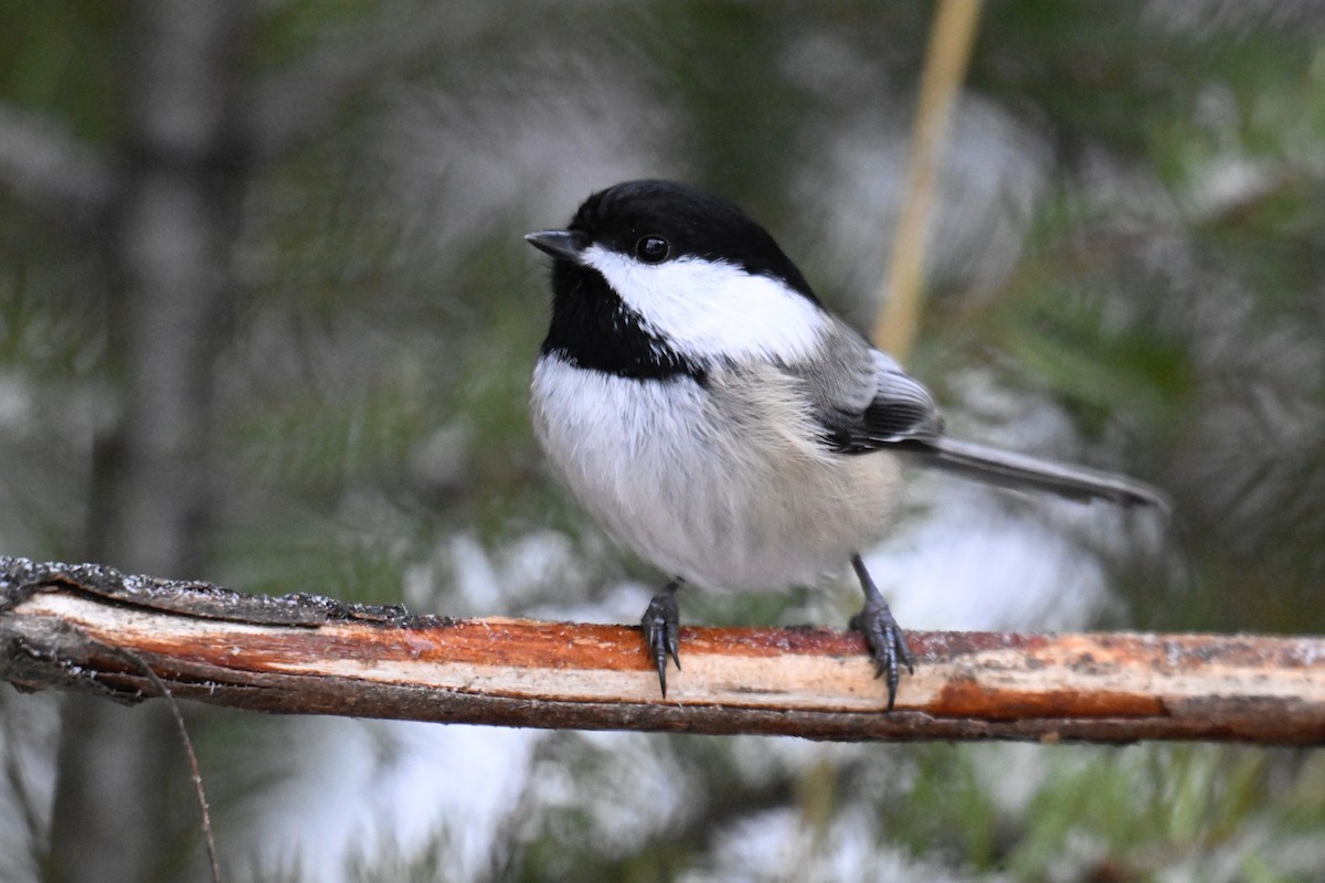 Black-capped Chickadee - ML645460794
