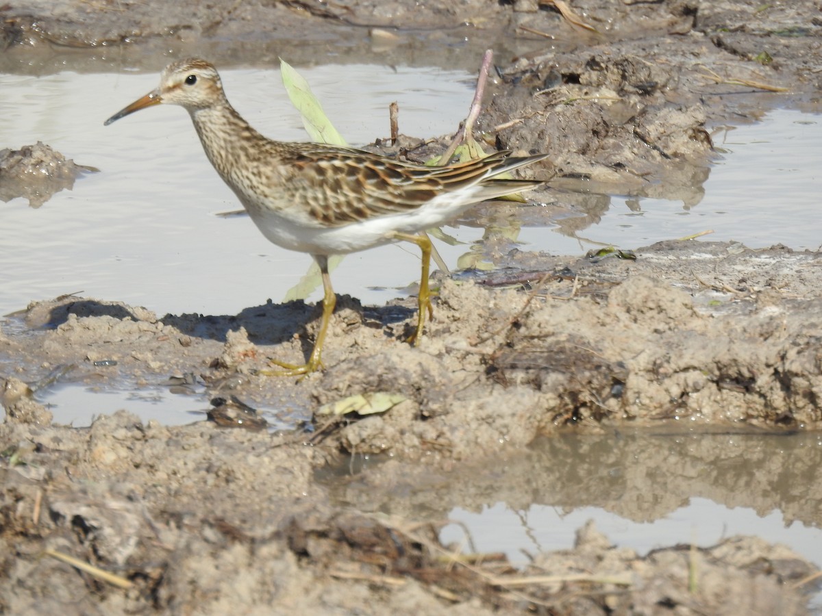 Çizgili Kumkuşu - ML645460798
