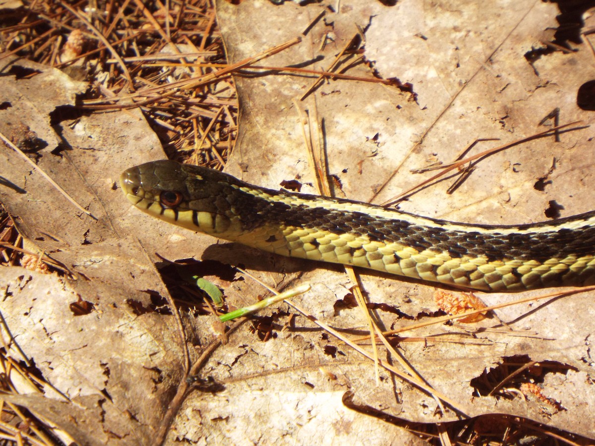 Eastern Garter Snake - ML645460807