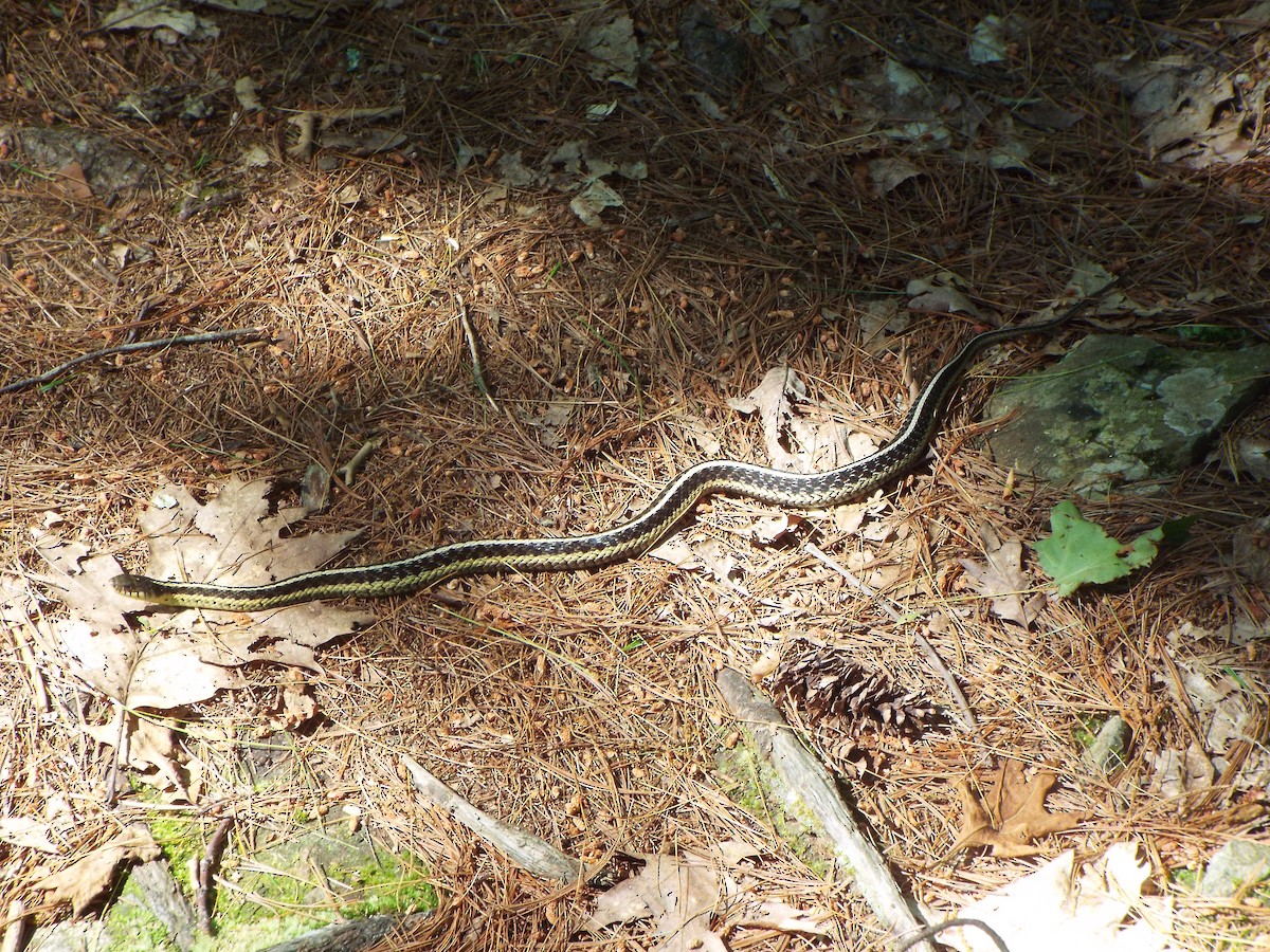 Eastern Garter Snake - ML645460808